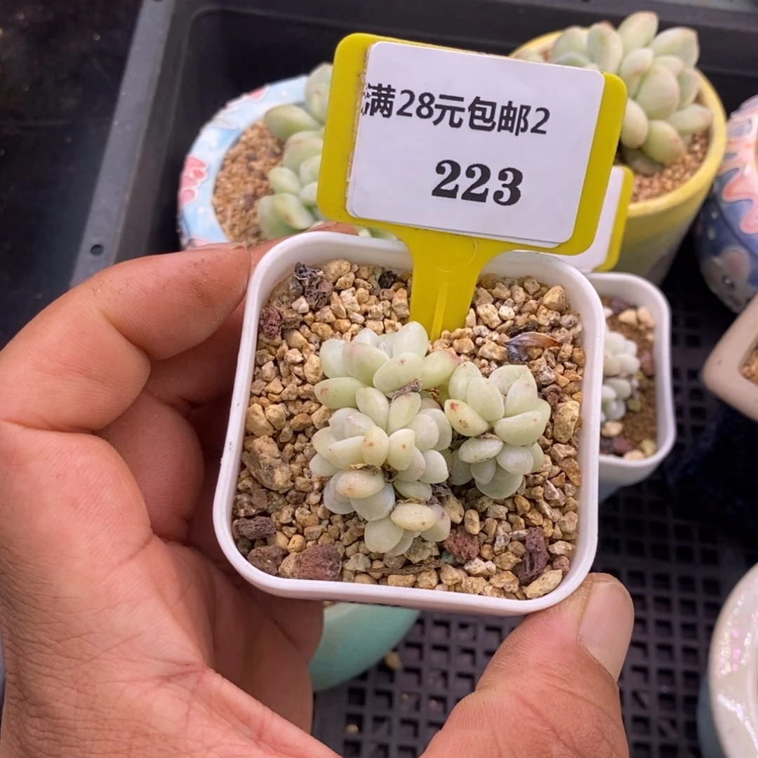 2223丸叶白底七头冰玉