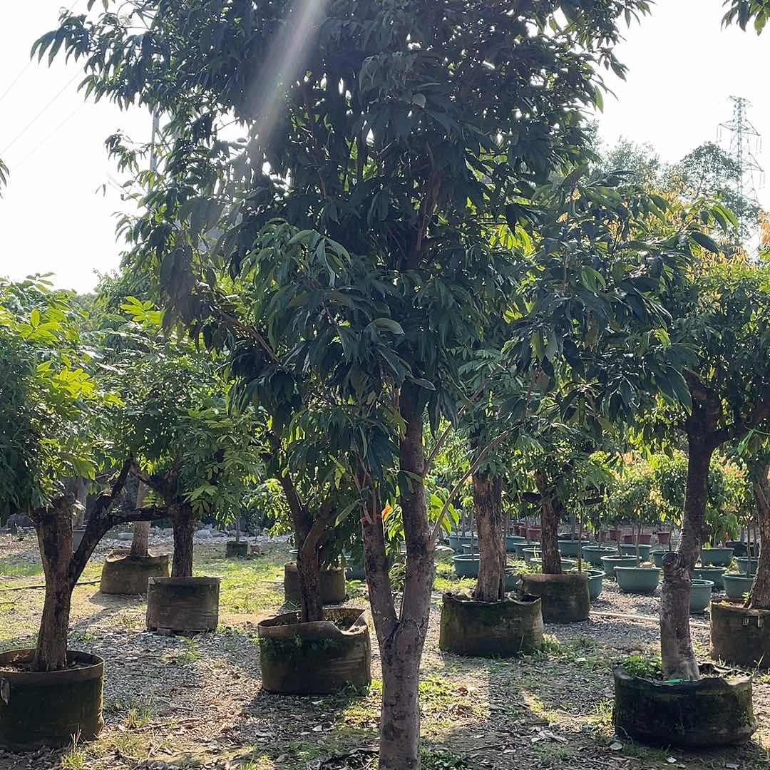 嘉***家完全开放果树果树果树111111111