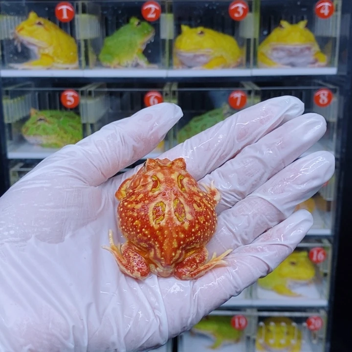 角蛙恭喜发财大吉大利