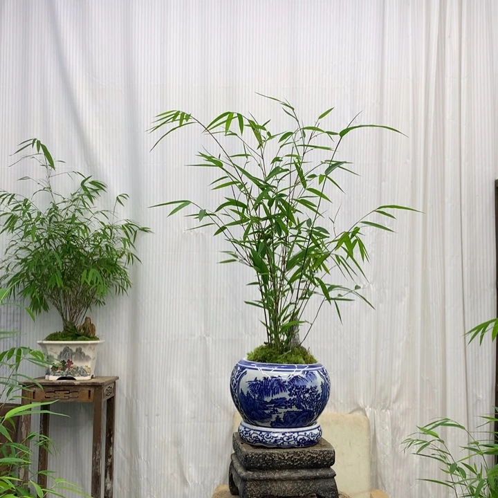 竹子竹子绿植花卉植物