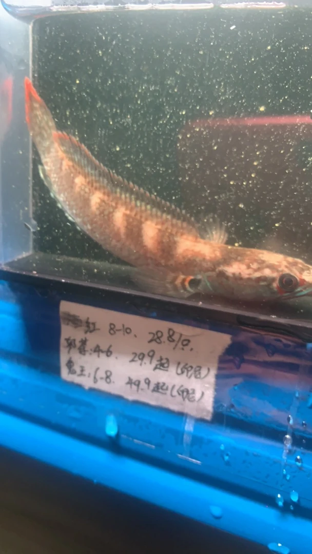 雷龙鱼血斑一型雷龙一物一拍乱拍发饲料