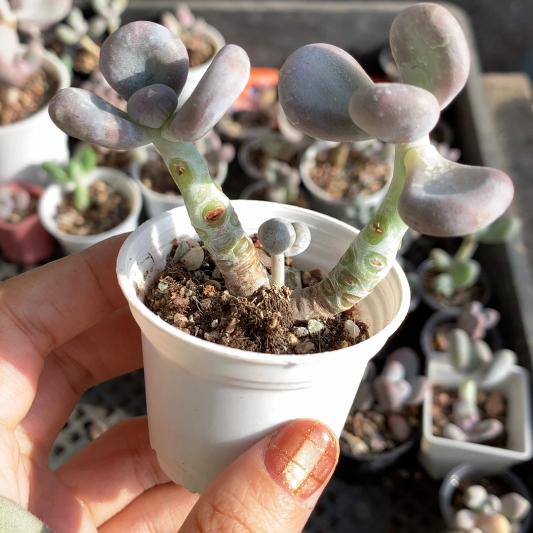 奶酪和高后给哈更尴尬