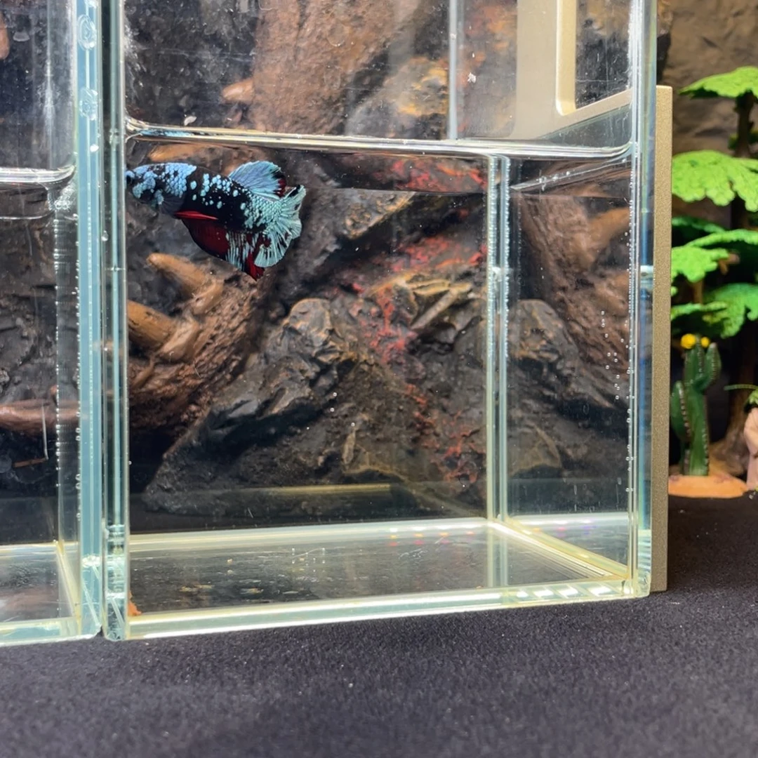 斗鱼十一月二十日竞价