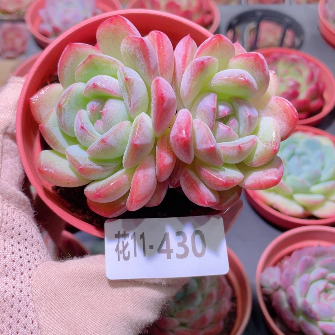 花利美11-430新品