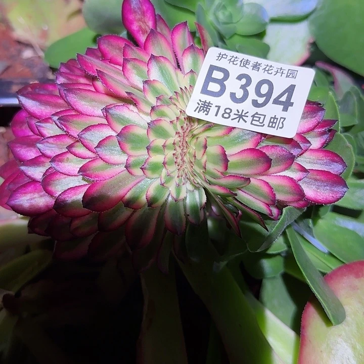 输****何多肉法师月缠多多