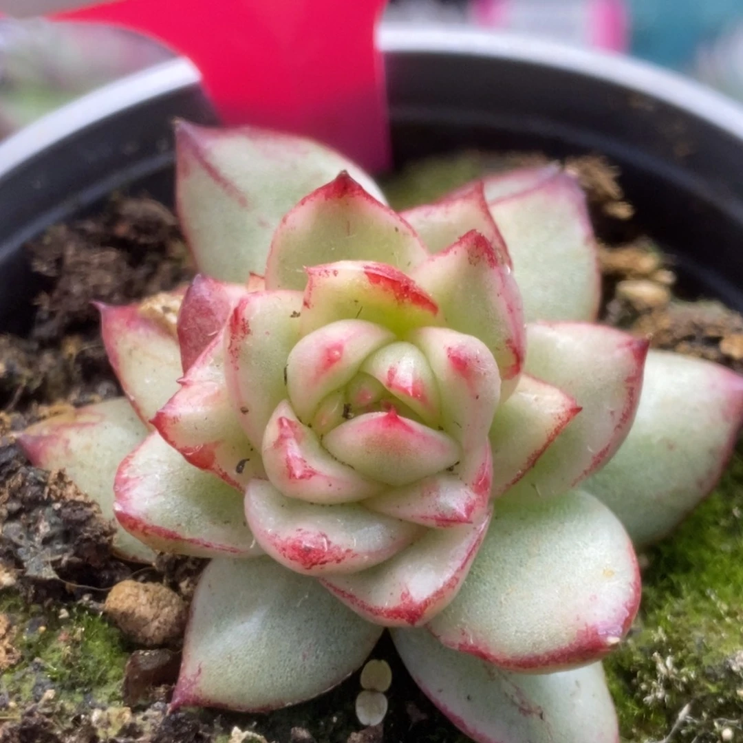 059东云杂锦锦锦锦锦锦锦锦锦