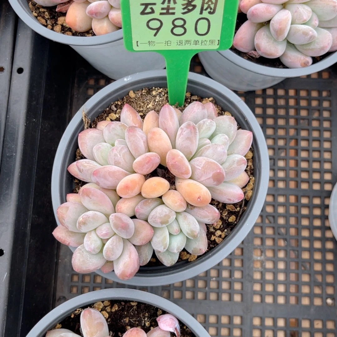 大***鱼云尘多肉一物一拍980，