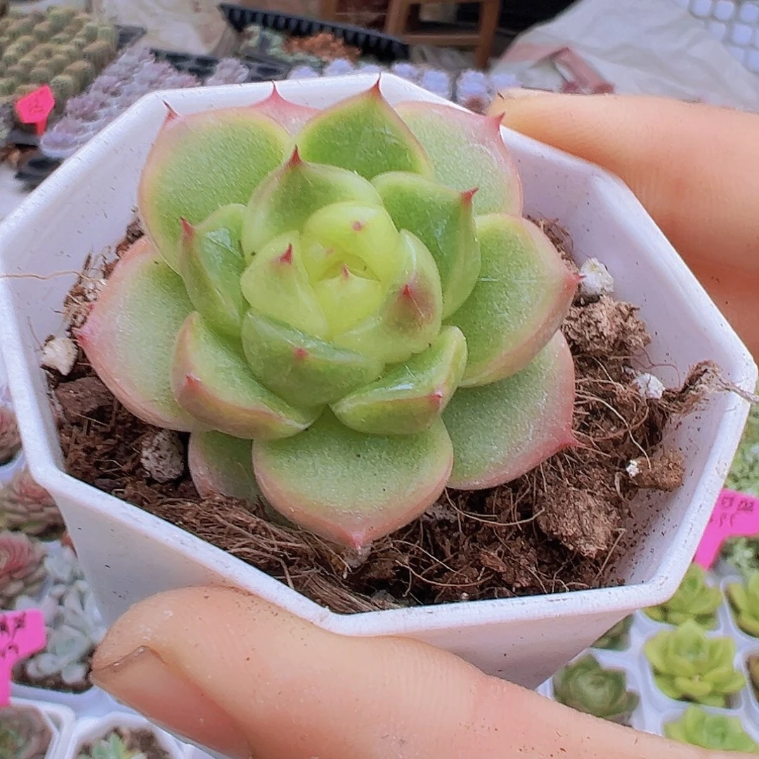 灯泡珍妮19包邮多肉