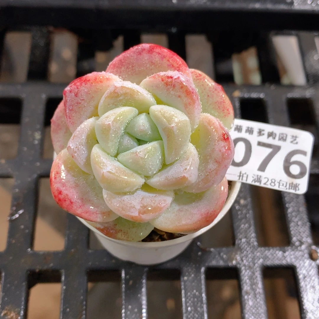 肉萌萌拇指盆精控多肉ZD076