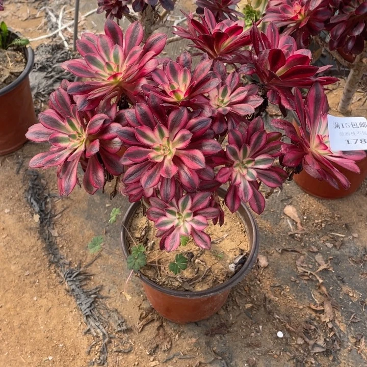 178香法师断枝不售后