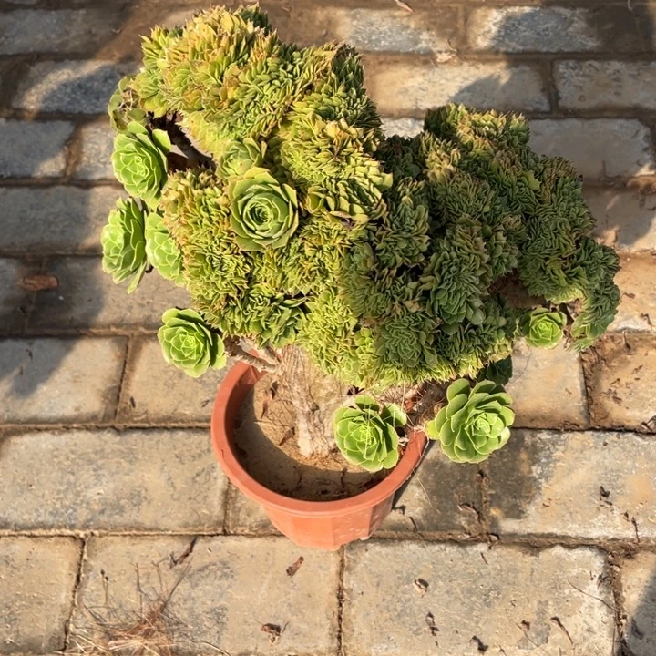 法师老桩缀化绿羊绒