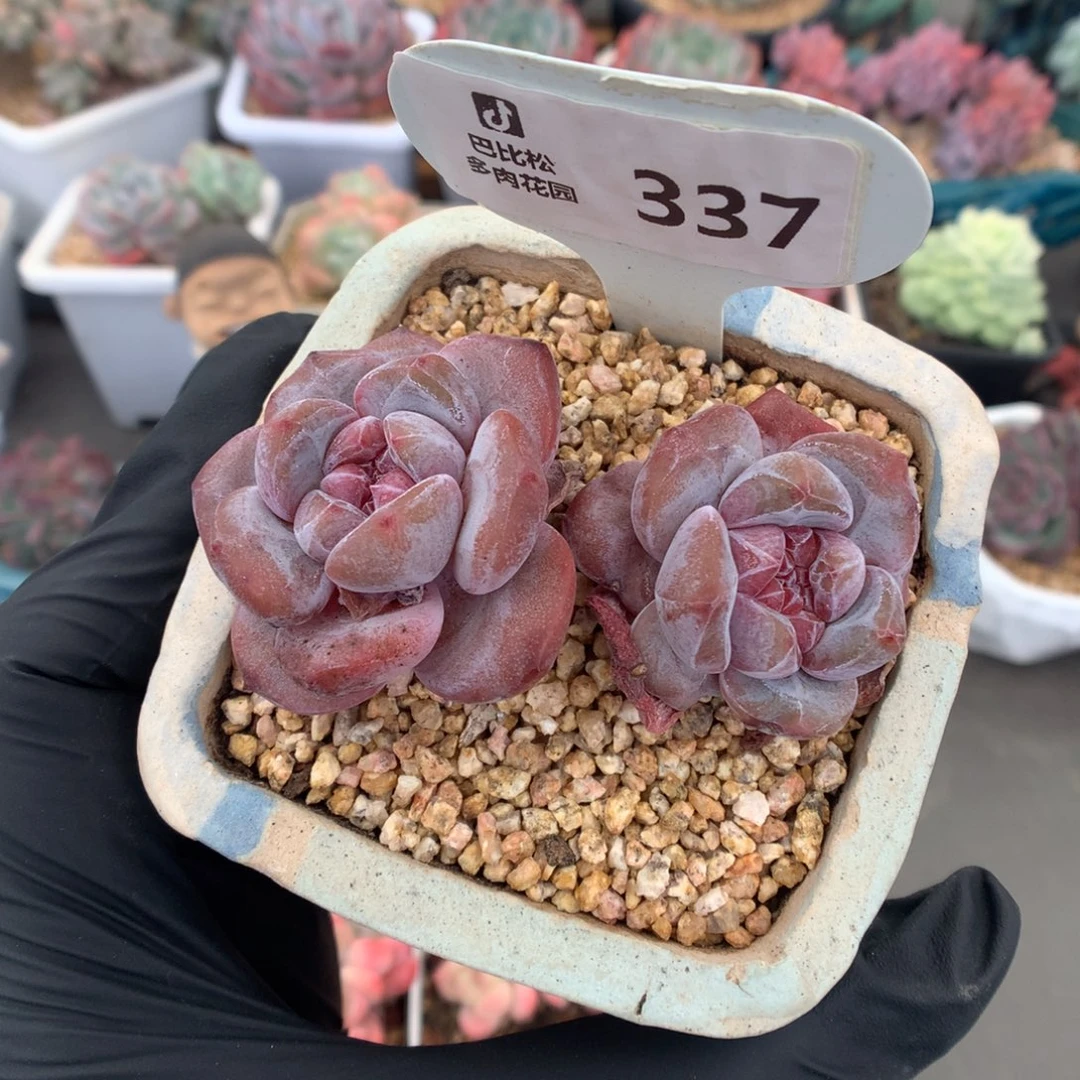 337 石榴籽星影多肉