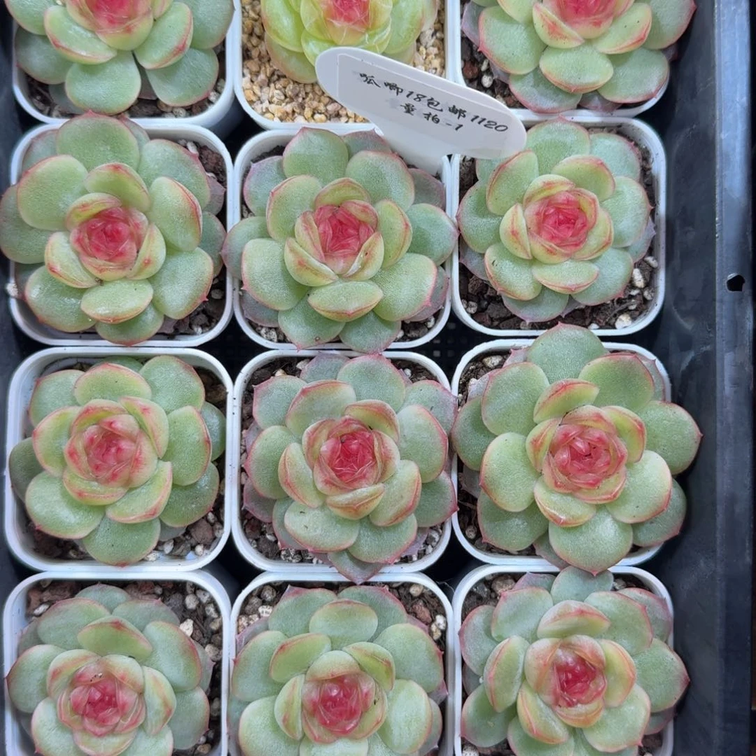 1120-01-世兰一颗量拍