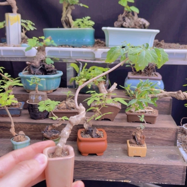 当前无花朵，栽培后可花朵