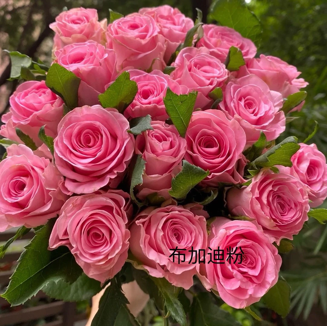 【3.8女神节福利】新品月季大花一物一拍链接