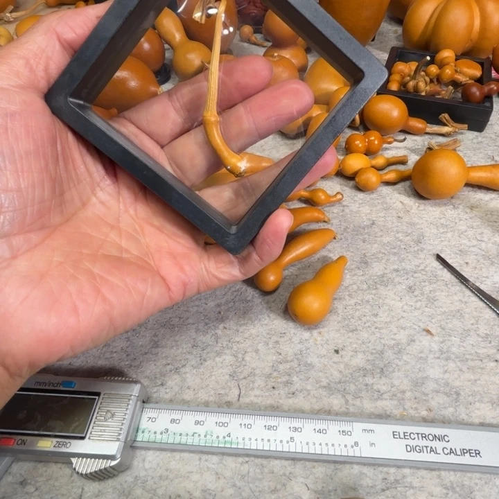 曾***经曾经的一把小毒霸葫芦曾经的