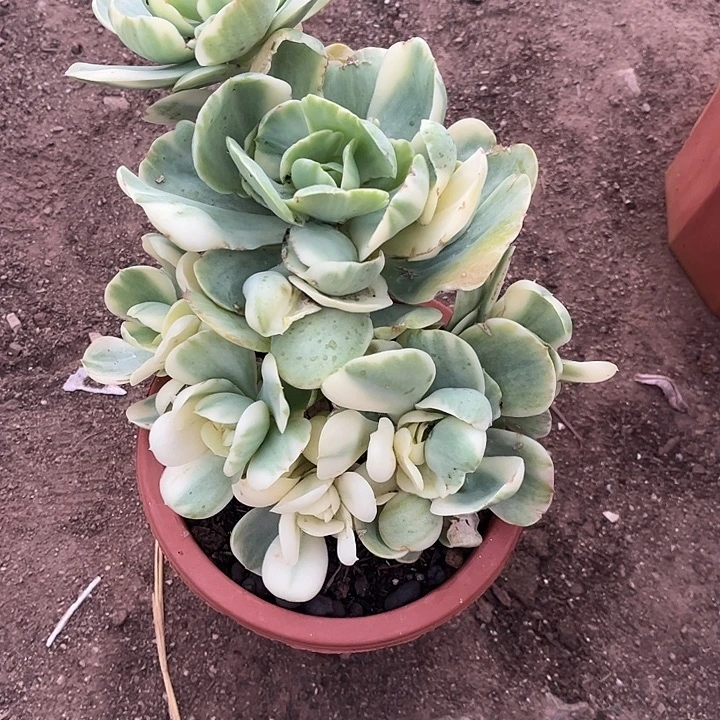 樱***花碧桃锦群，一物一拍