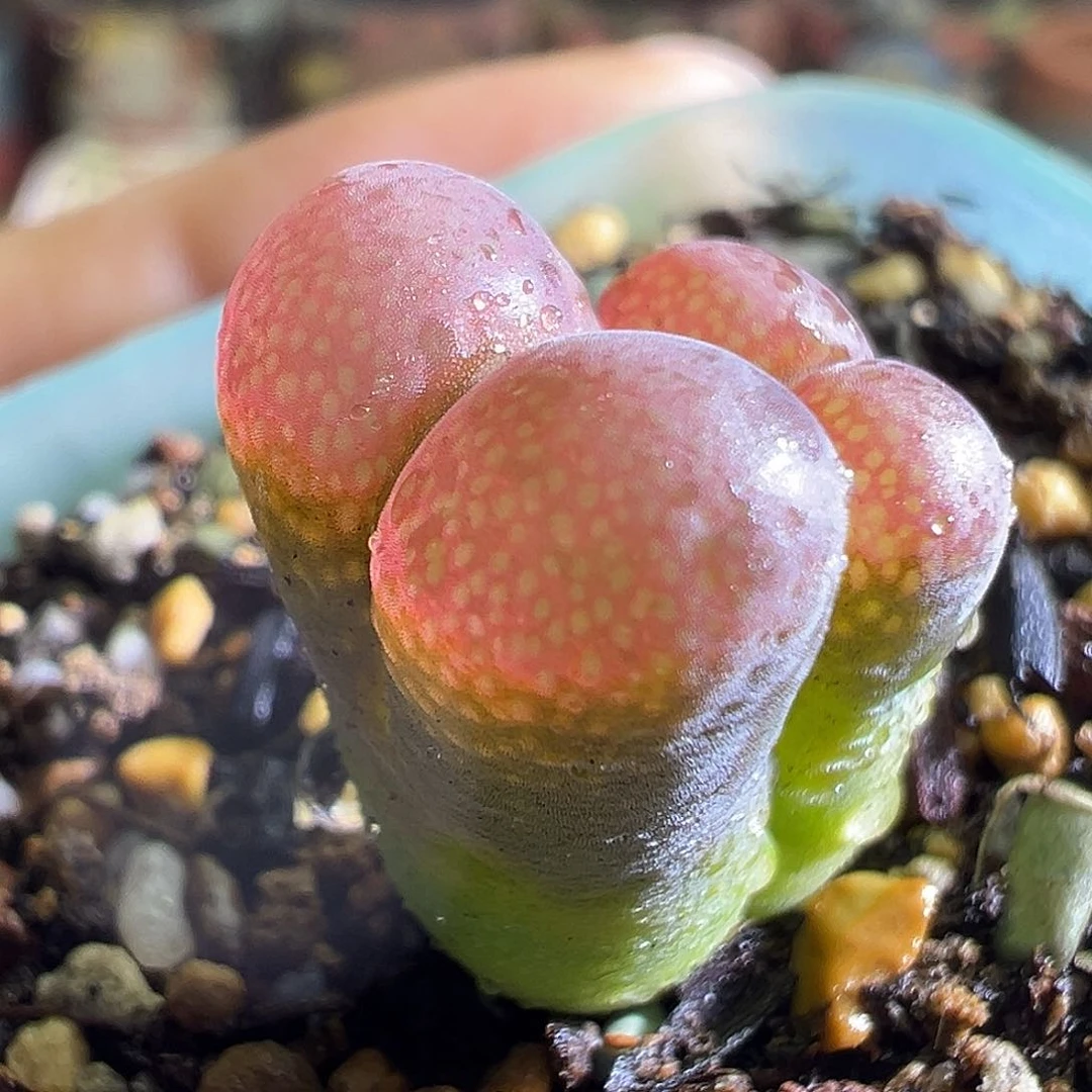 369#   鲑鱼粉1089。