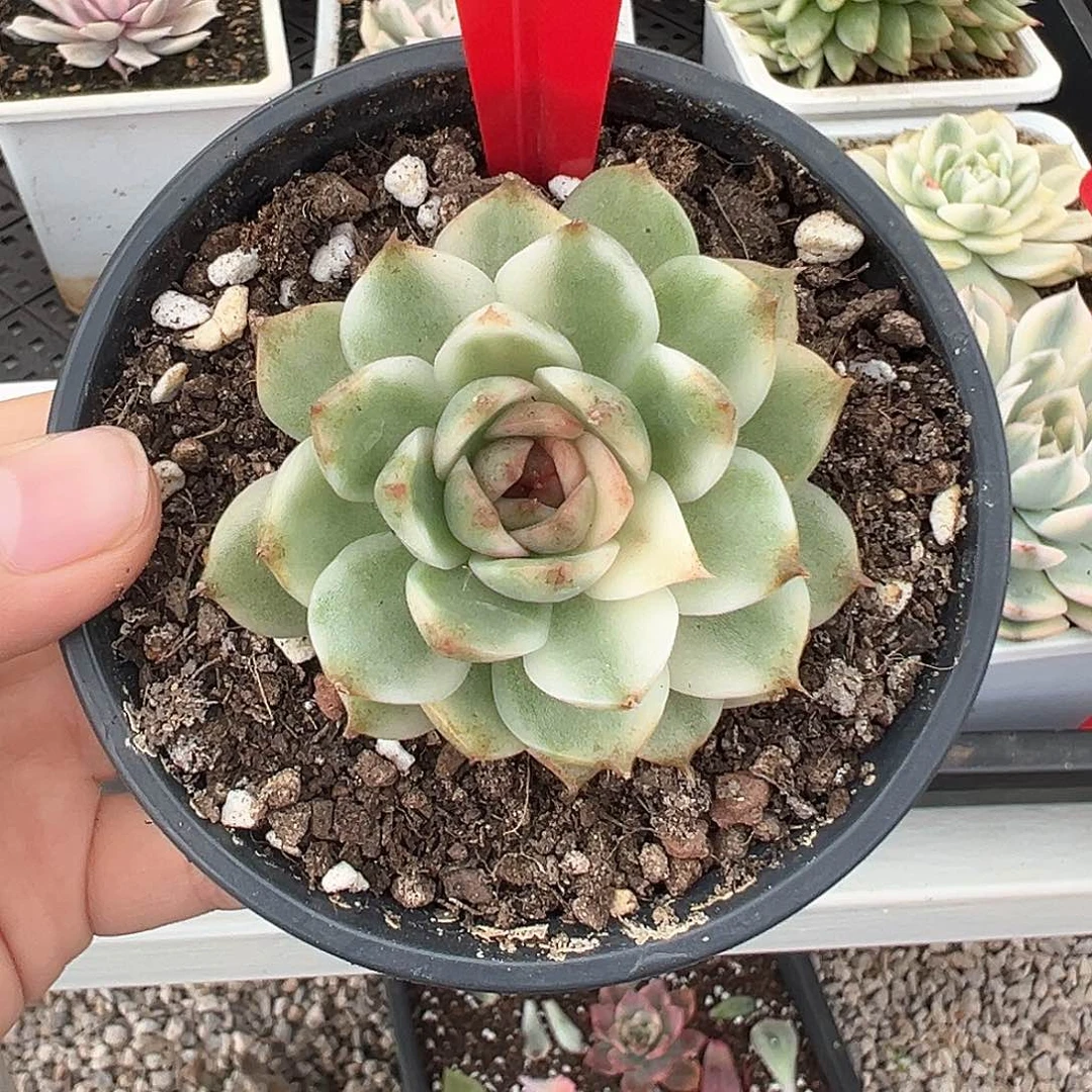 27号黑水晶锦多肉植物