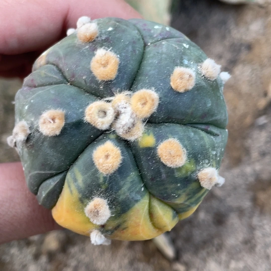 无花朵五瓣五副棱兜锦