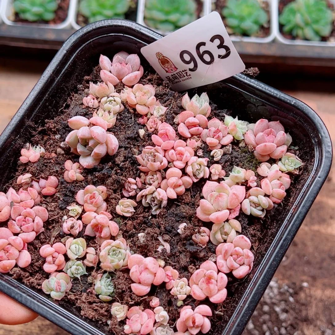 多肉植物多肉植物