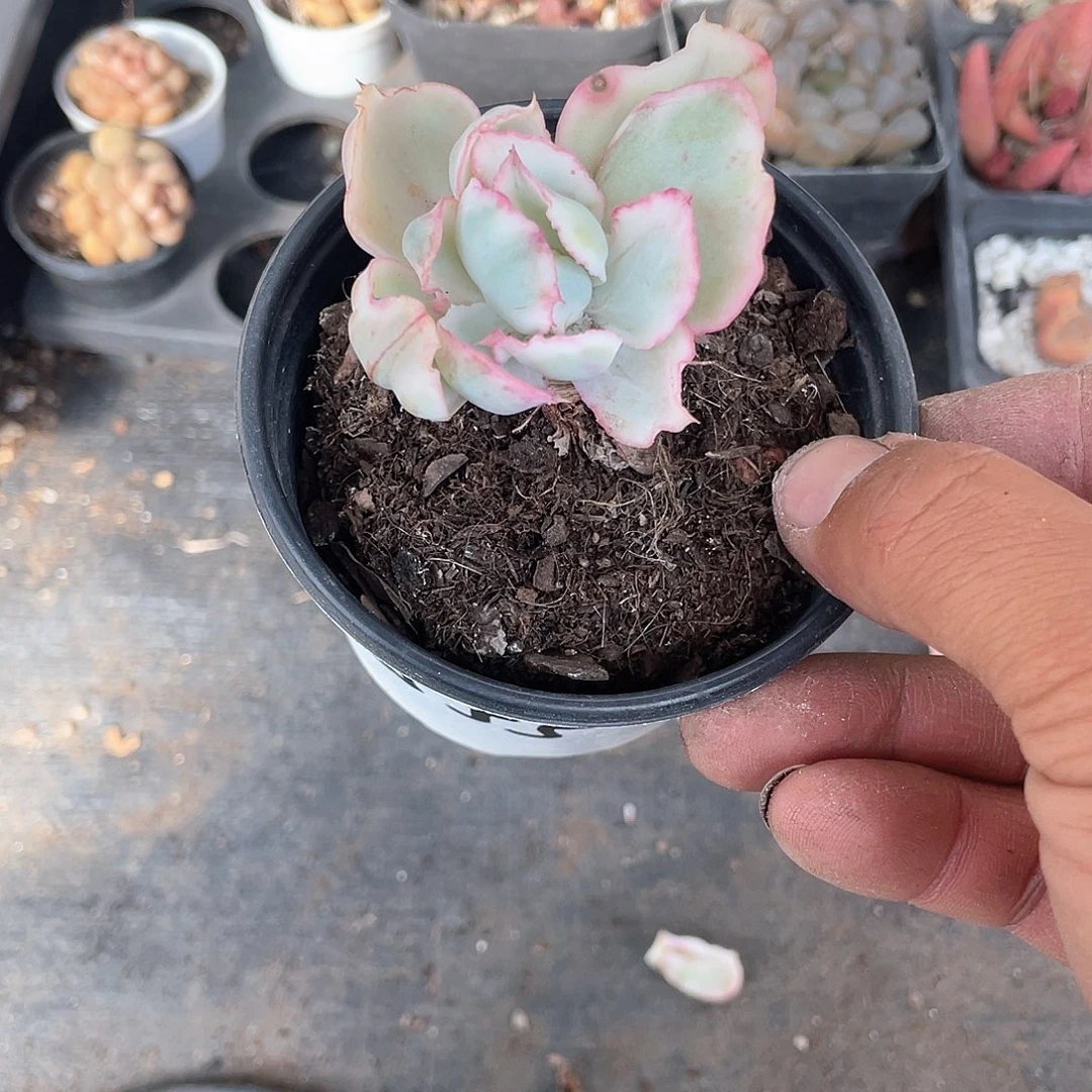 姚**行伯克利锦老庄带盆发货