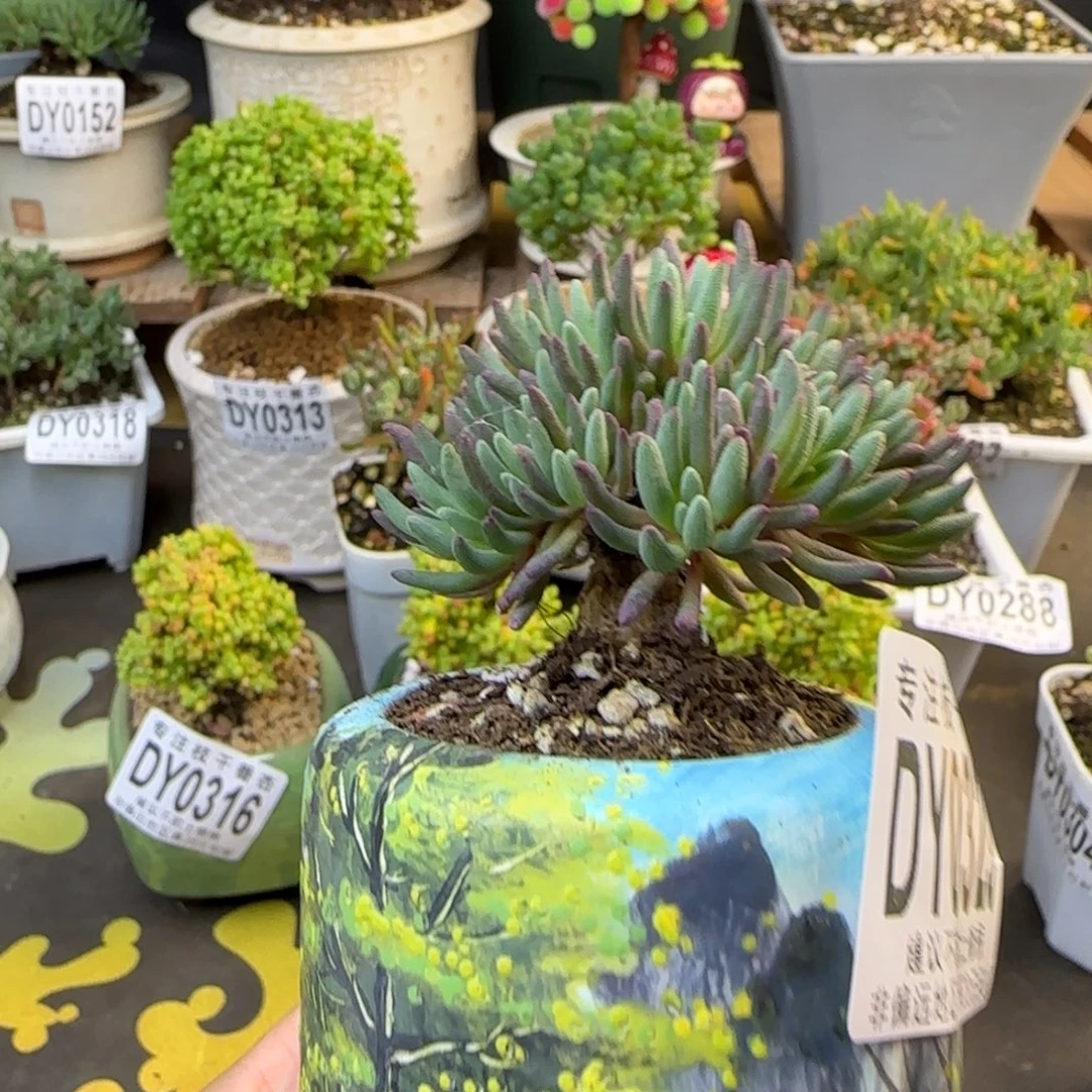 dy0329晶珊瑚不带盆