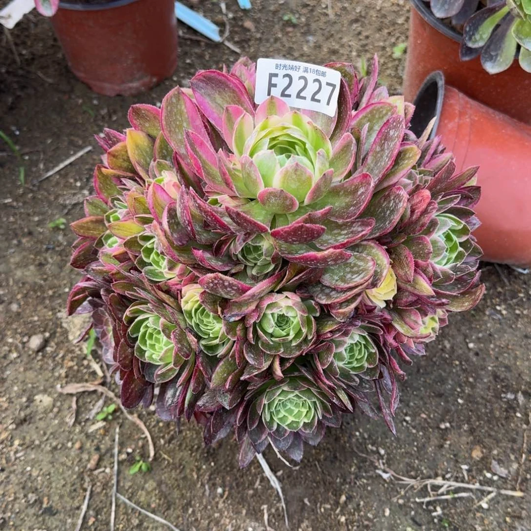 2227海王多肉植物