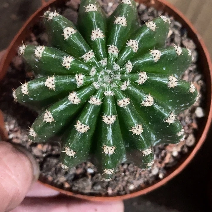 实生实生彩草带盆土发货