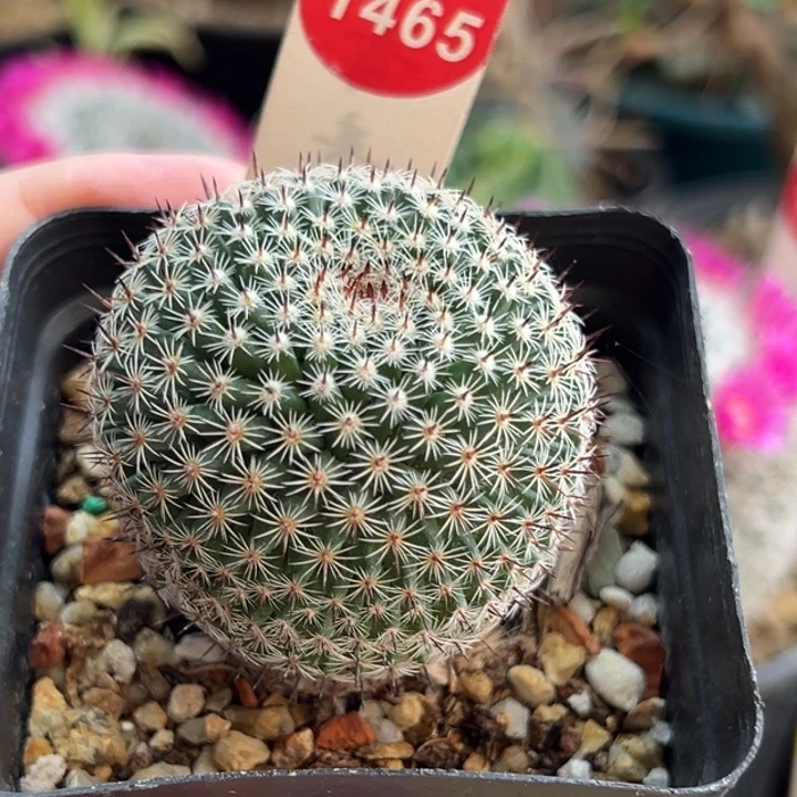 实生欧系恋山彦云裳丸4.2cm