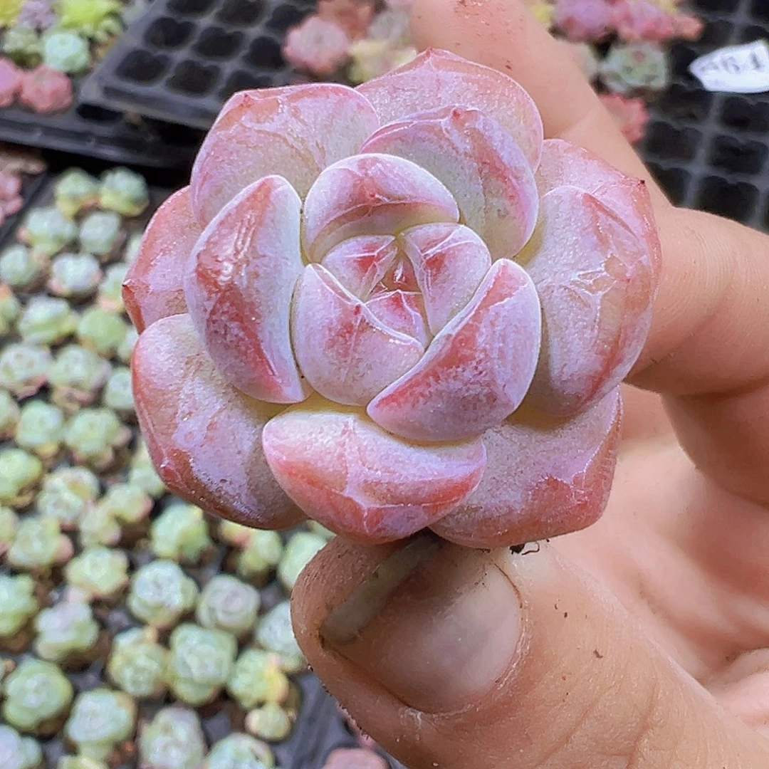 草莓啵啵5个19包邮