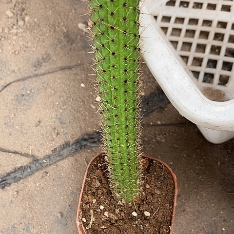 彩舞金妞金妞2467788的