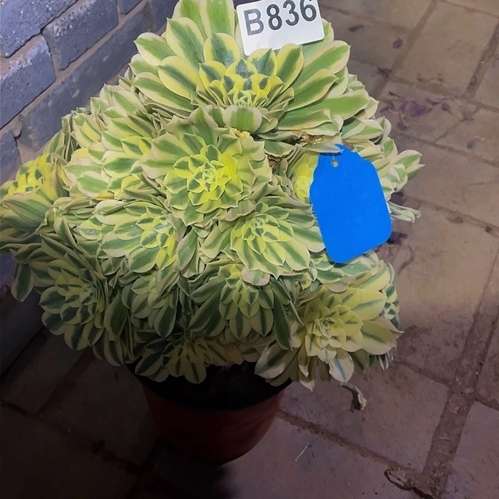 多肉法师836号迈巴赫开播福利发货