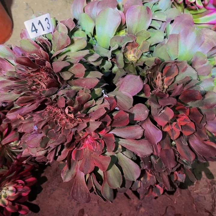 413香妃多肉植物