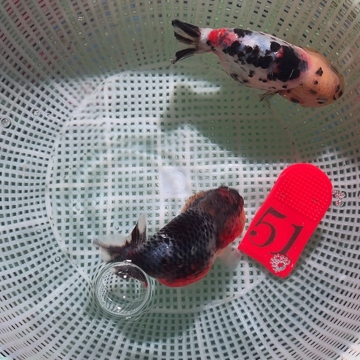 海水鱼51号尺寸7-10区间