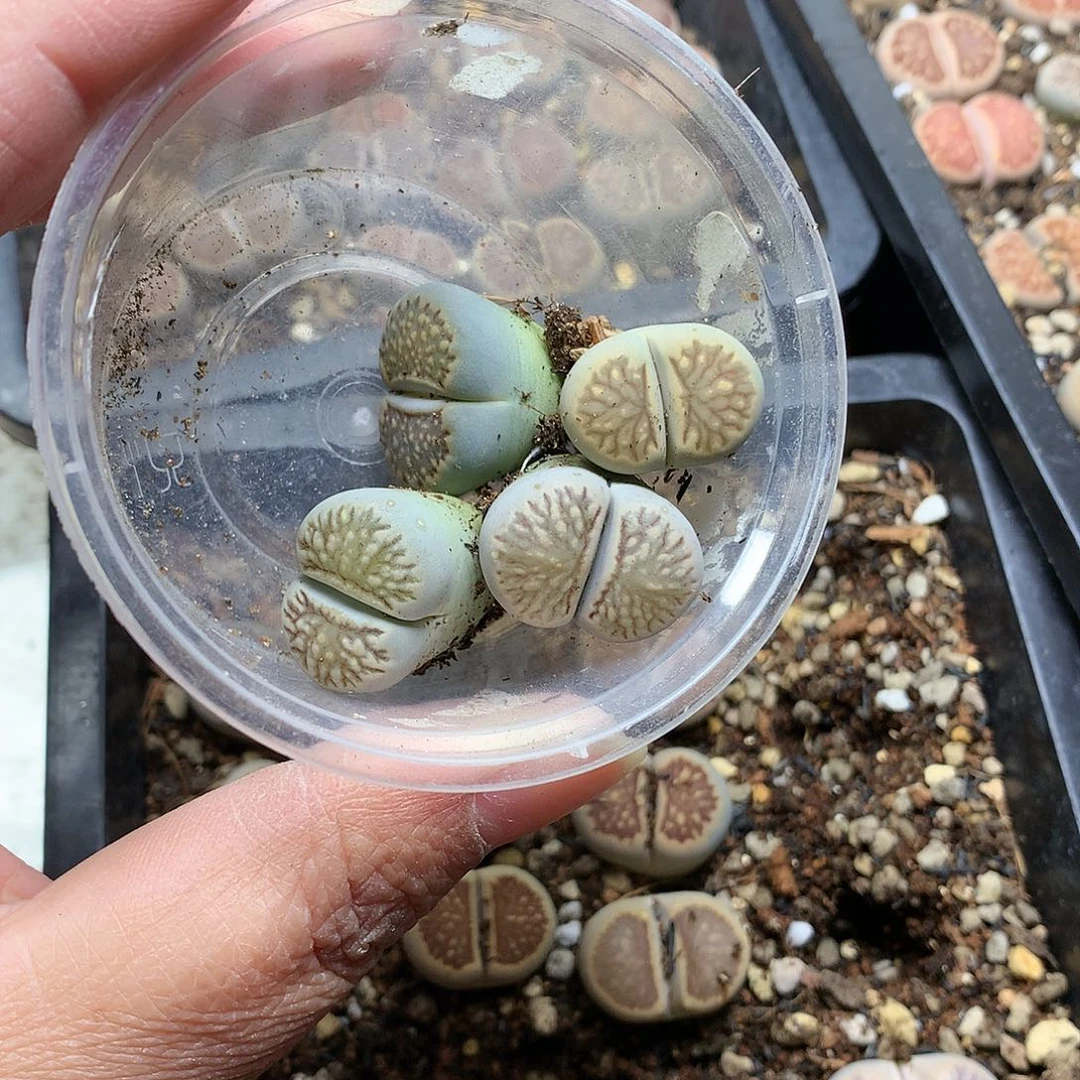 浮***白K430多肉植物保护研究所