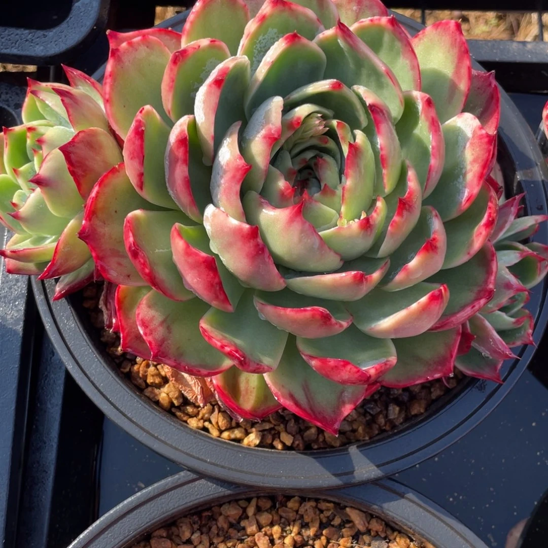 惊鸿仙子冠服23左右