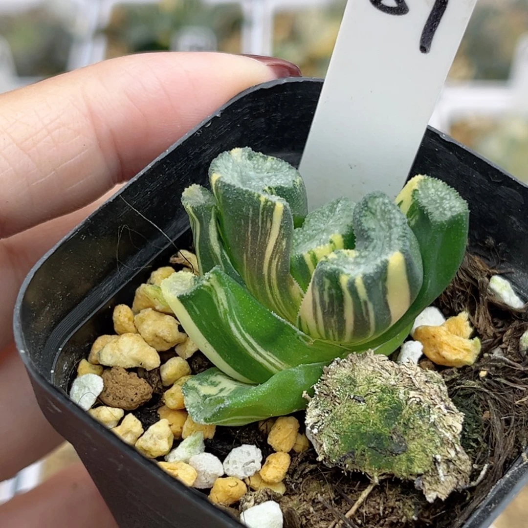 89雪女万象锦福利专场
