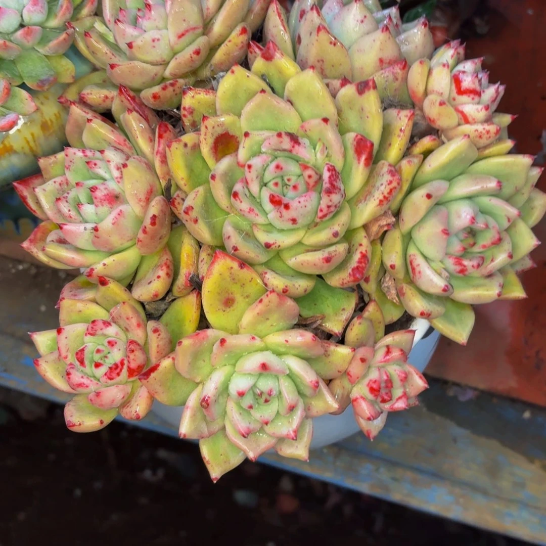 千***虫老桩精品肉肉阿母斯转装