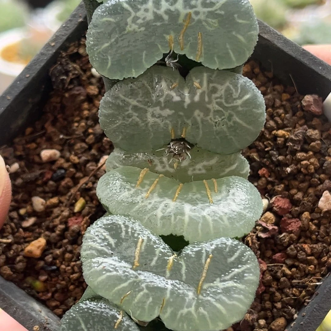 518八海山玉扇发发发发发发