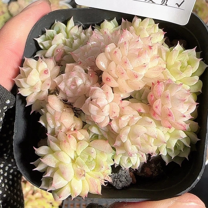 1119------143麦秆群