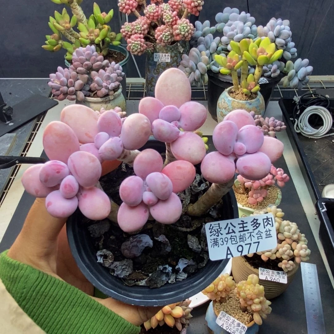 977糖果桃蛋多肉8c m