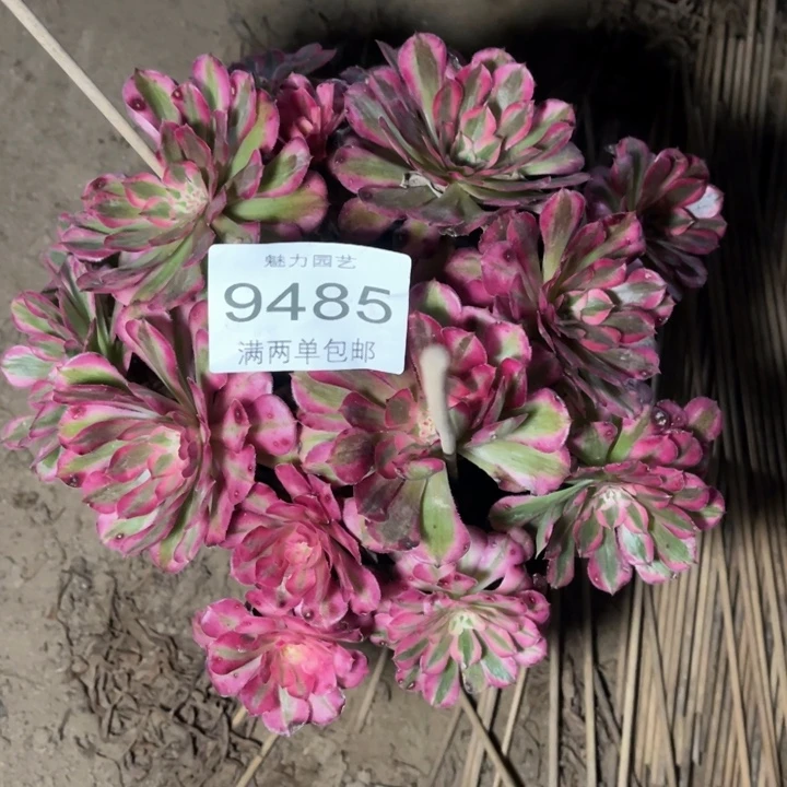 9485红铜的人多肉的