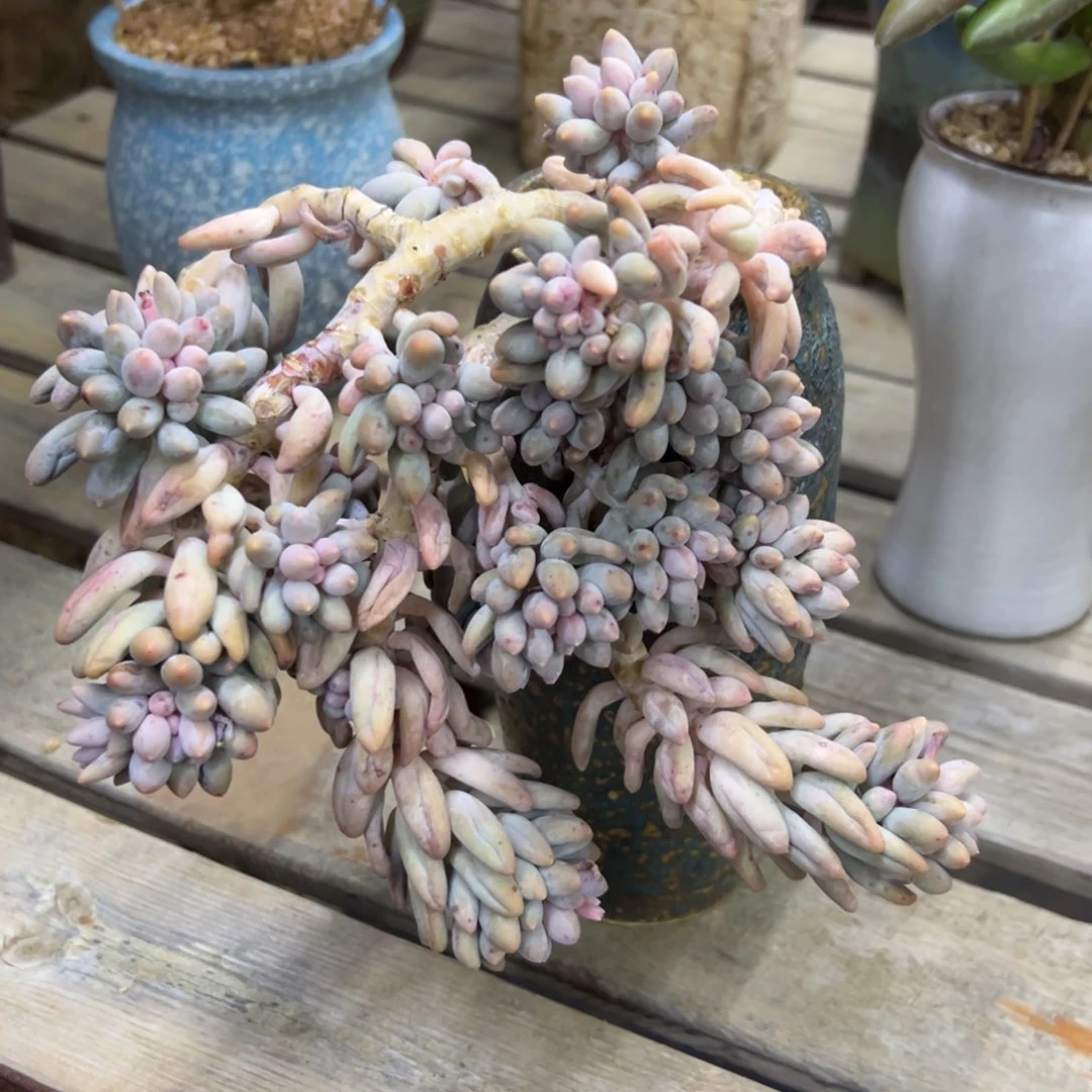 婴儿手指18 零零多肉植物