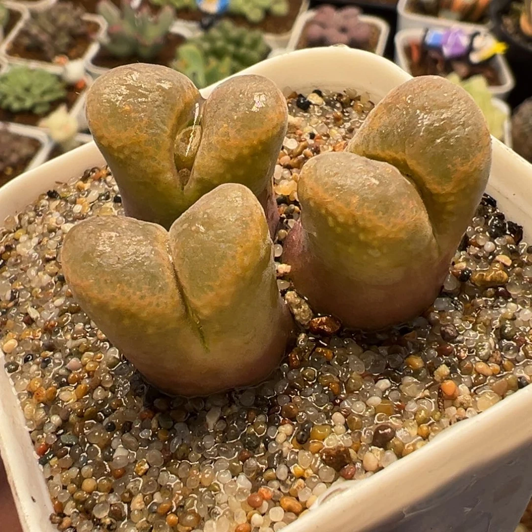 251多肉植物种类多样