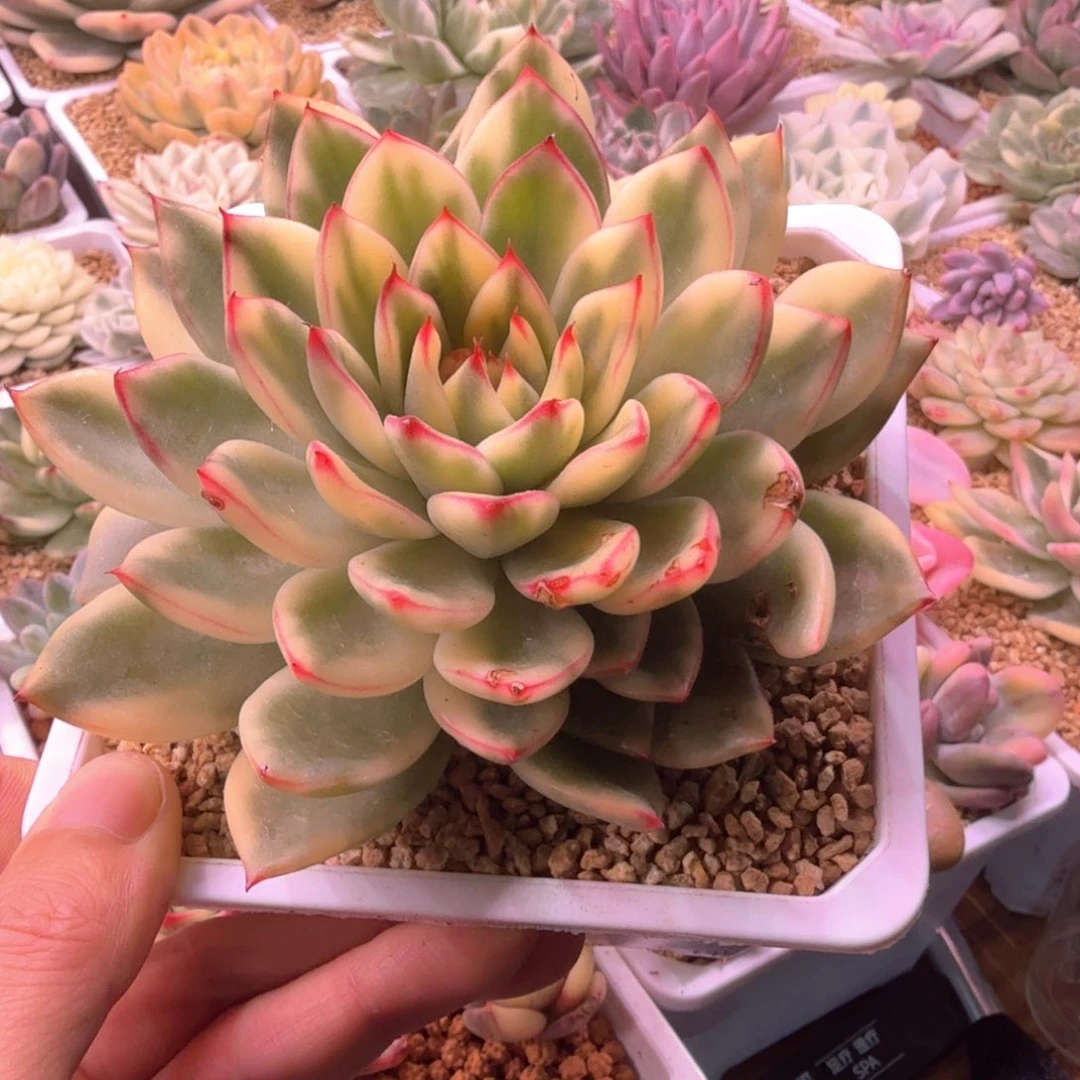 无花朵啊斯娜锦 多肉