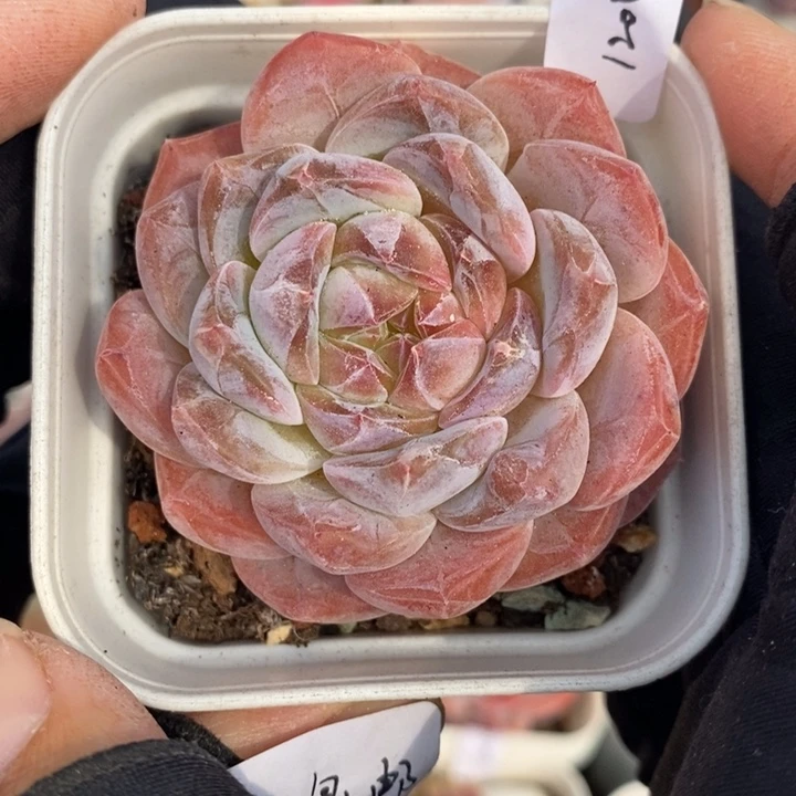 1201-689，粉魄多肉