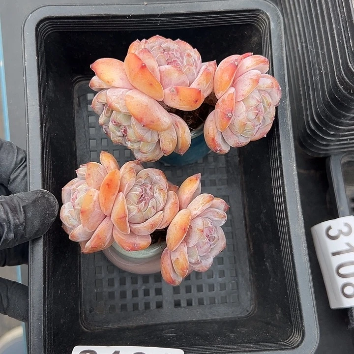 3101，俩个三头星影带盆发