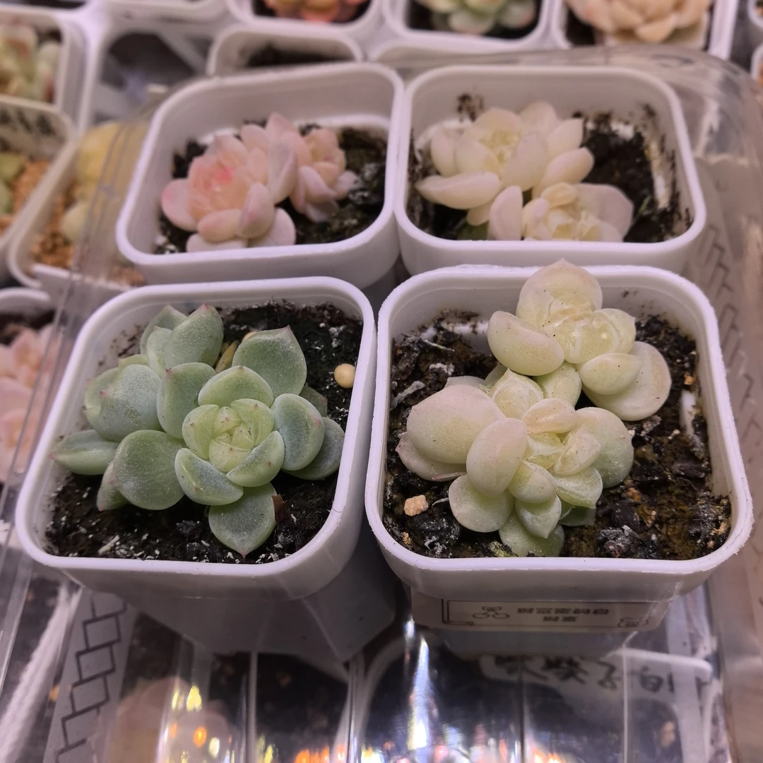 财富甜心多肉一物一拍