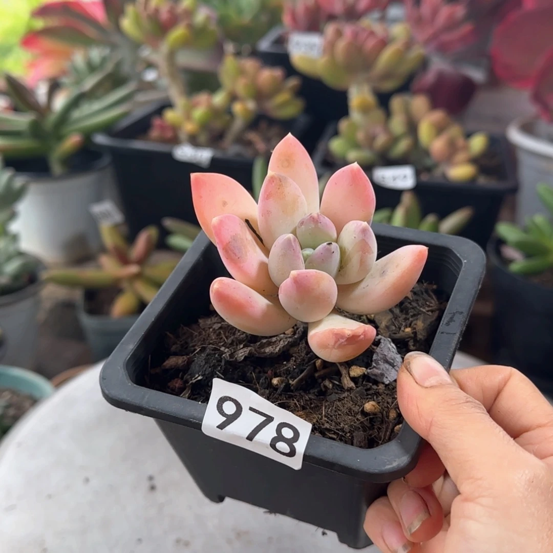 978号 一物一拍 一物一拍特价